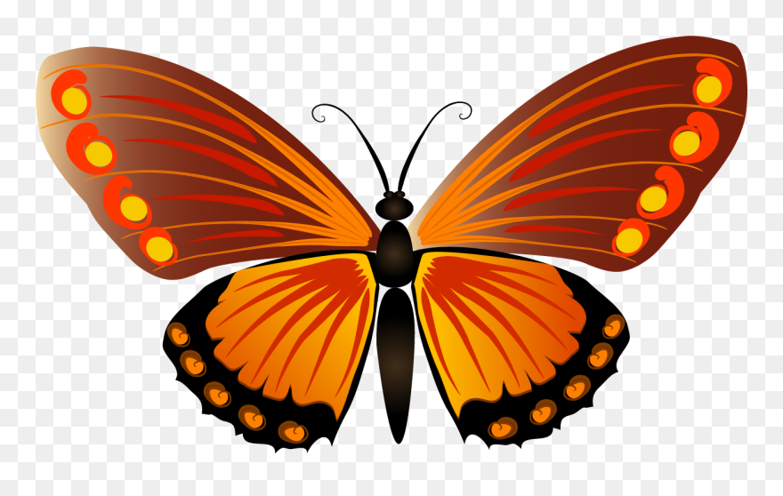 Asas De Borboleta Sem Fundo Clipart
