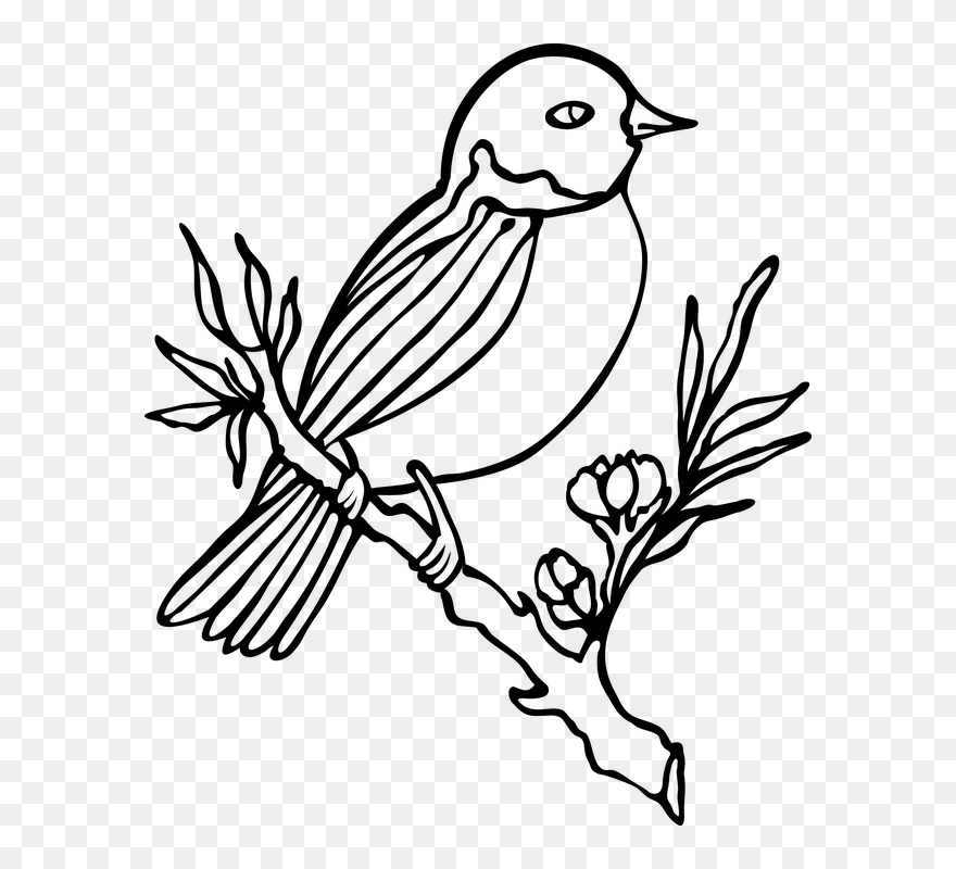 Bird Drawing With Colour Clipart