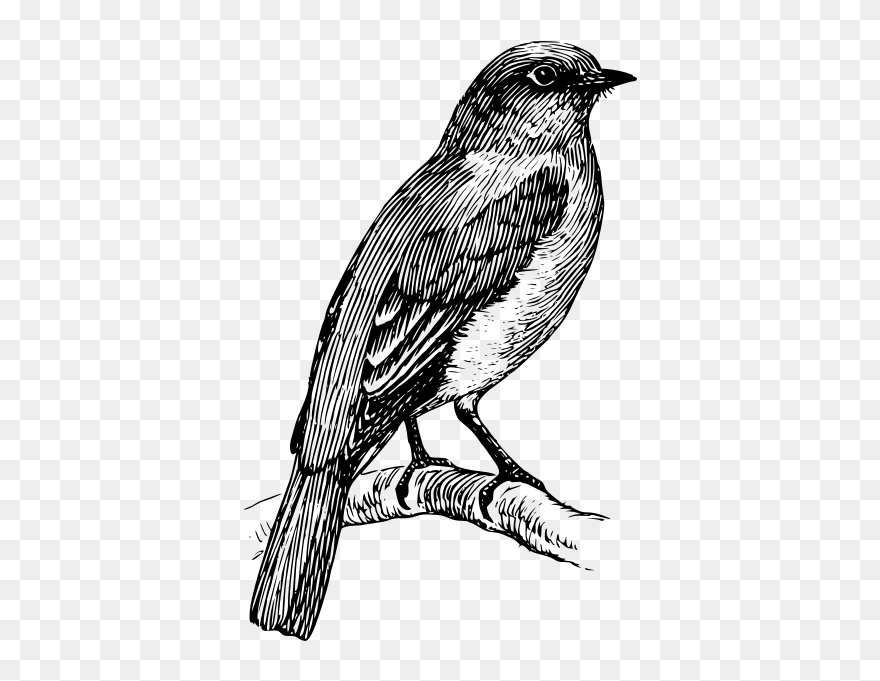 Drawing Of Bluebird Standing On A Branch - Black And White Bird Tattoo Clipart
