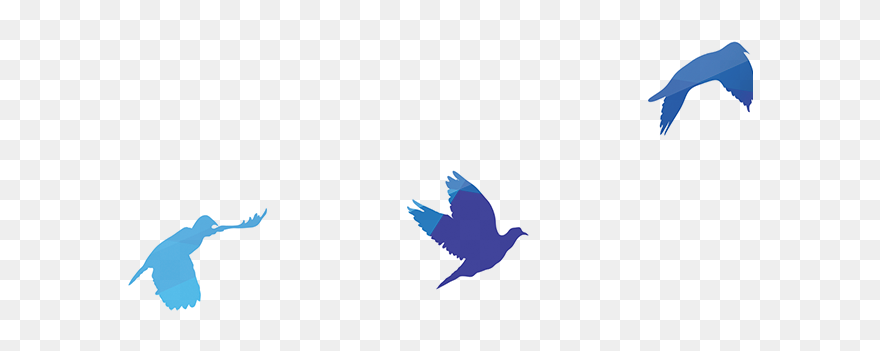 Bird Rock Dove Columbidae - Birds Clipart