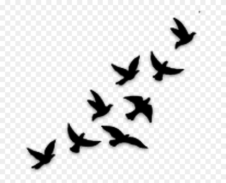 Bird Tattoo Flight Silhouette Drawing - Bird Tattoo Clipart (#5765716
