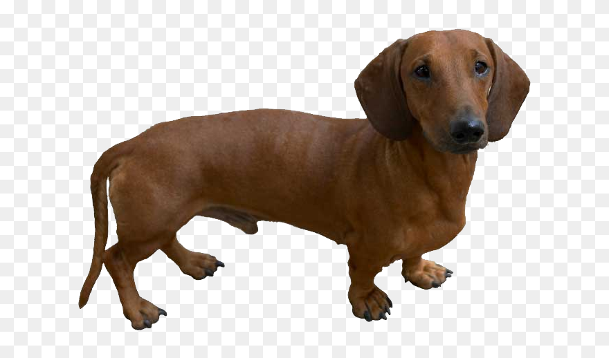 Dachshund Png - Dog Like Hot Dog Clipart