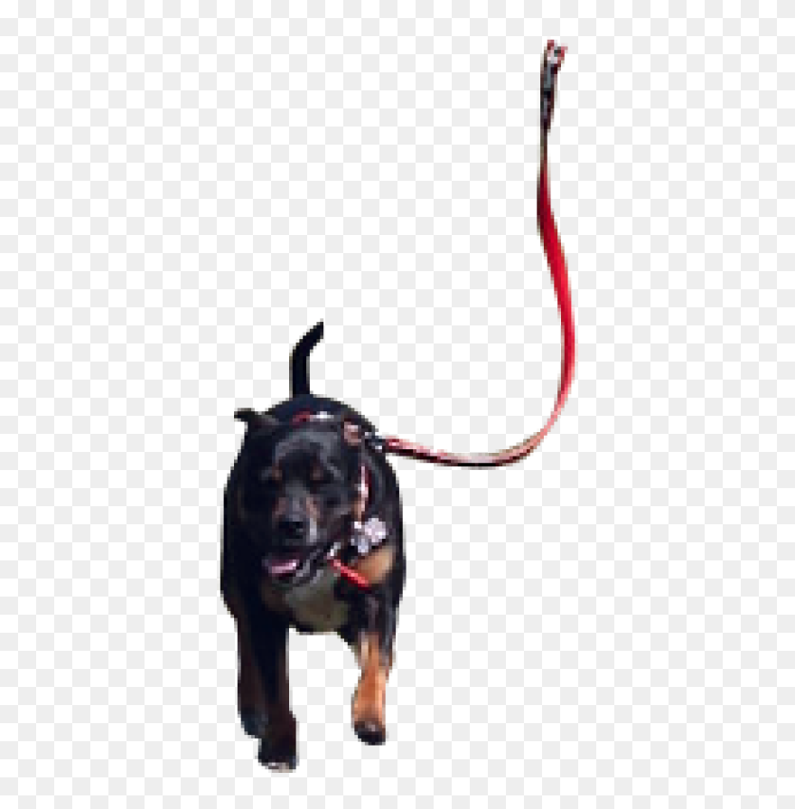Png Dog Ranning Hd Clipart
