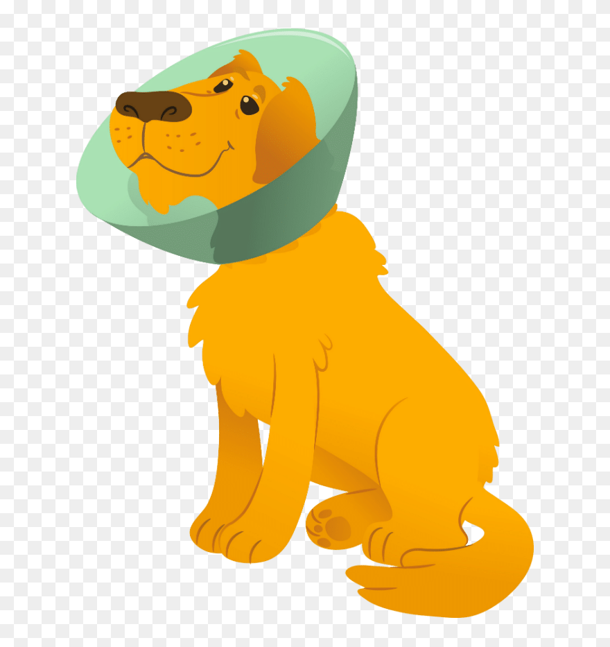 When To Spay A Golden Retriever - Cartoon Clipart