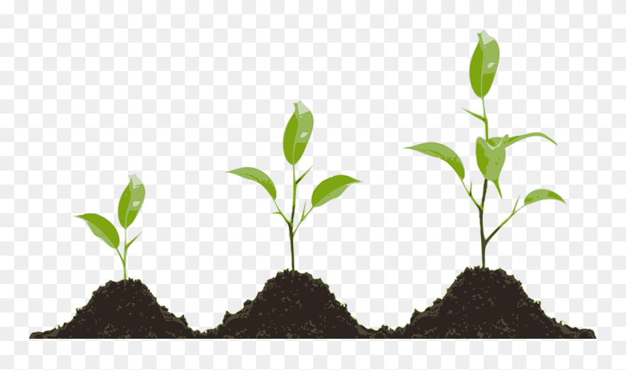 Plant Growing Clipart - Png Download