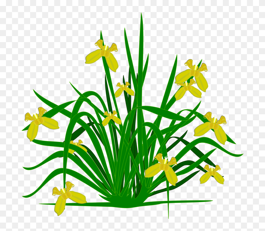 Plant,flora,leaf - Flower Small Plants Png Clipart