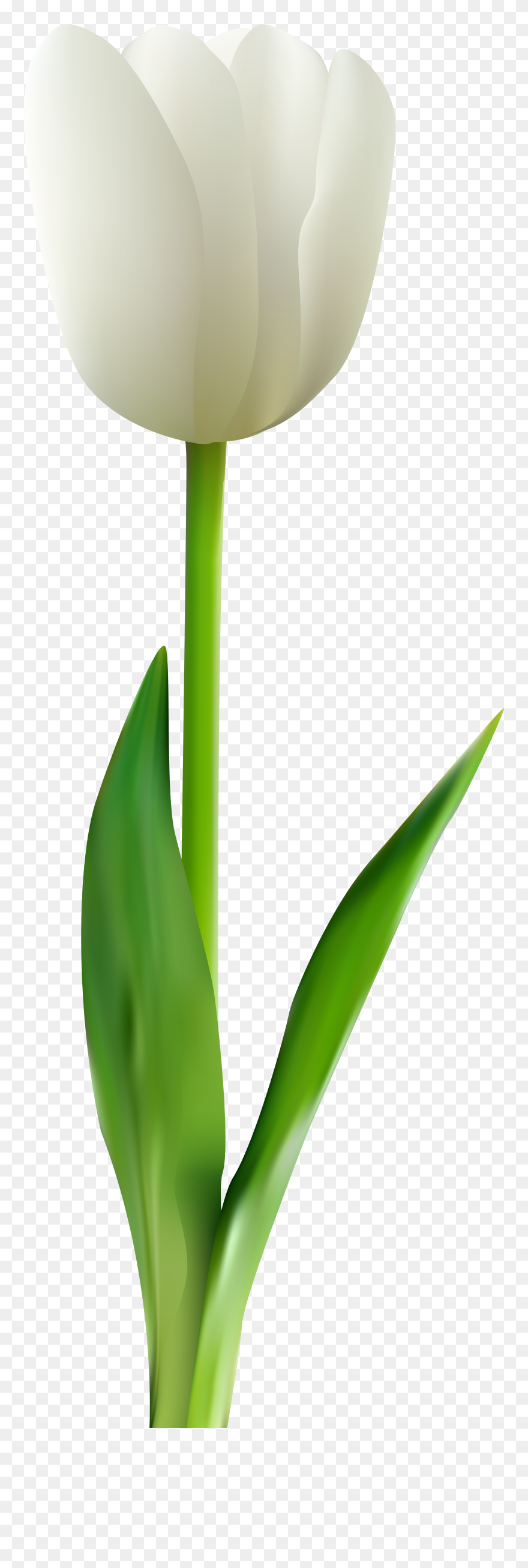 Tulip Flower Clipart Black And White Image Royalty - White Tulip Clipart Png Transparent Png
