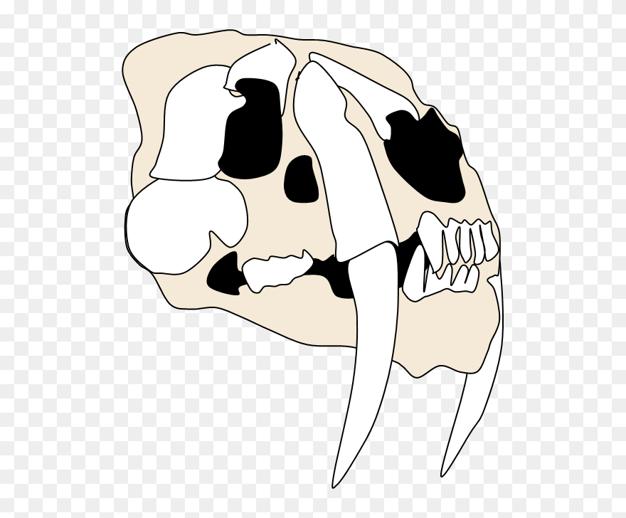 Skull Clipart Dog - Transparent Smilodon Skull - Png Download