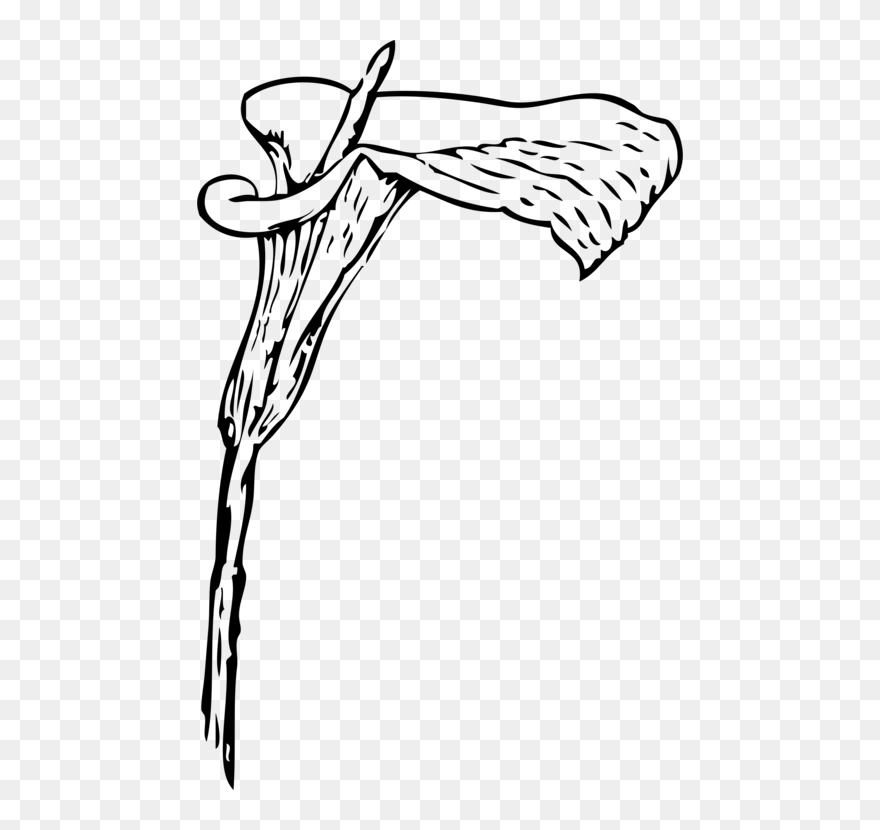 Monochrome Leg - Calla Lily Clip Art - Png Download