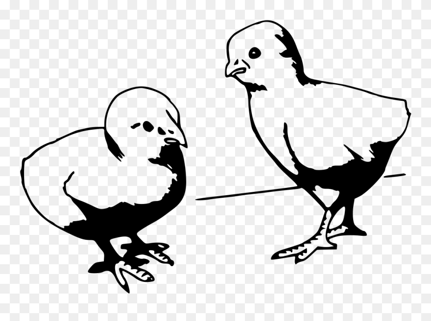 Chicks Clipart Black And White - Png Download
