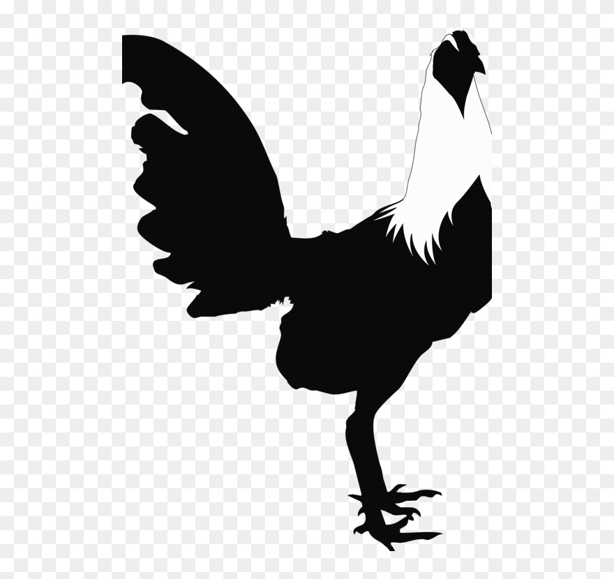 Gallos De Pelea Vectores Clipart