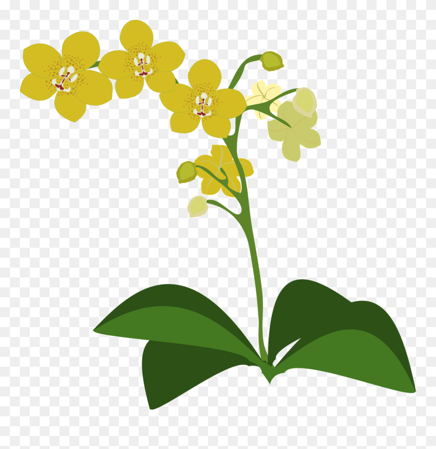 Clipart Anggrek Png Transparent Png