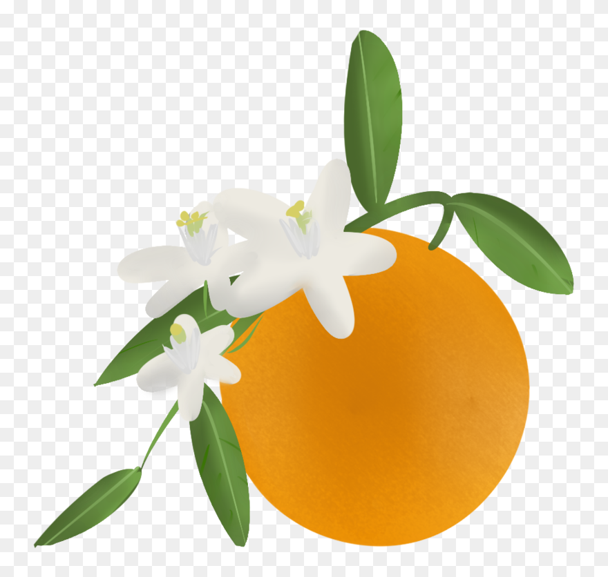 Florida Clipart Orange Blossom - Orange Blossom Flower Png Transparent Png