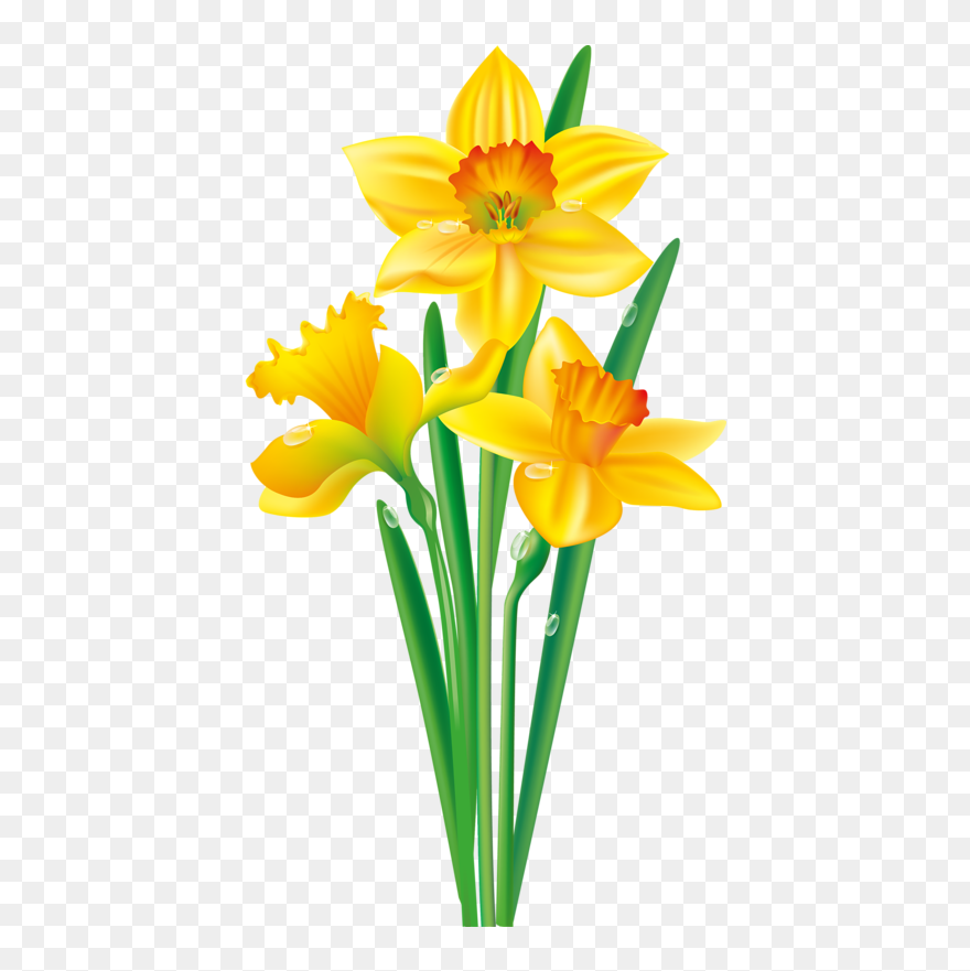 August Flower Png Photo - Daffodil Flower Clipart Transparent Png