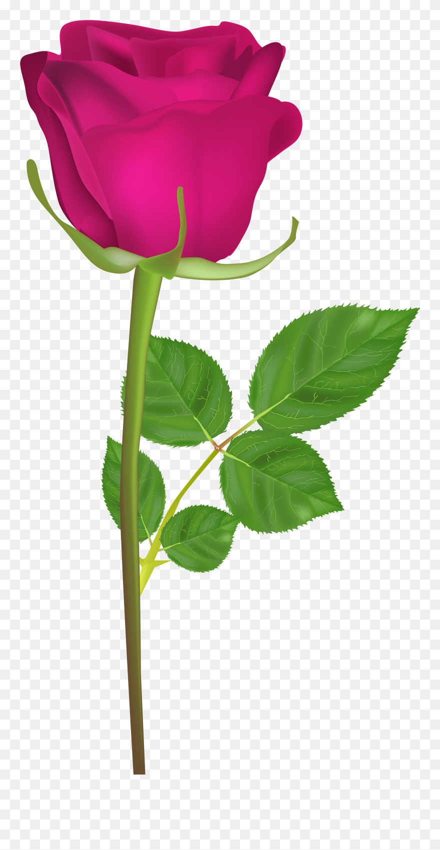 Flower Clipart With Stem Image Freeuse Download Rose - Gulab Ka Phool Hd - Png Download