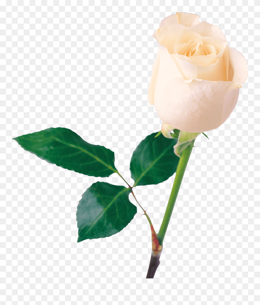 Single White Rose Png Clipart