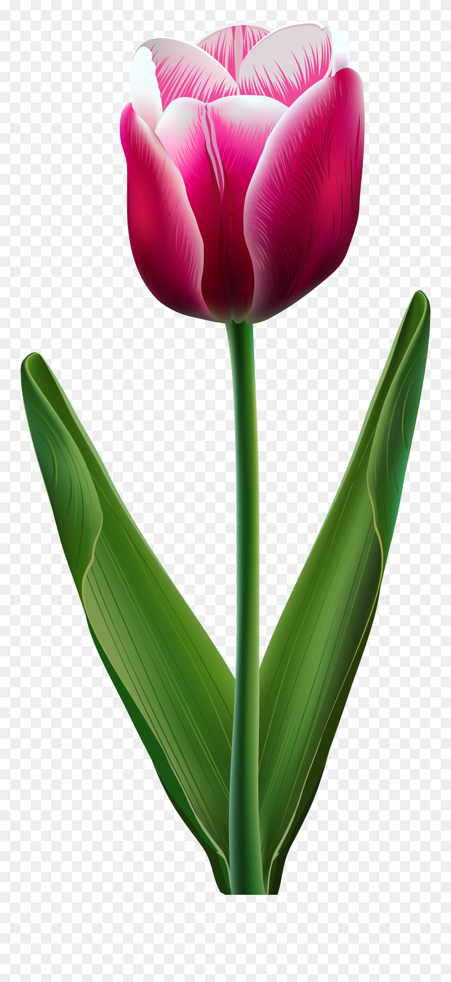 Tulip Flower Clip Art - Tulip Transparent - Png Download