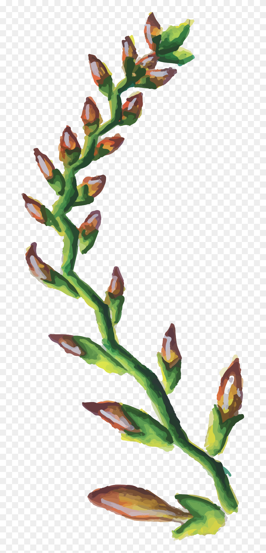 Fly Orchid Clipart