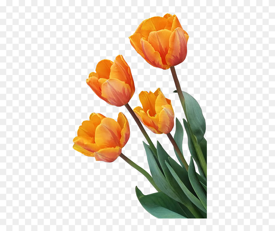 Download Tulip Orange Flower Orange Tulip Transparent Background