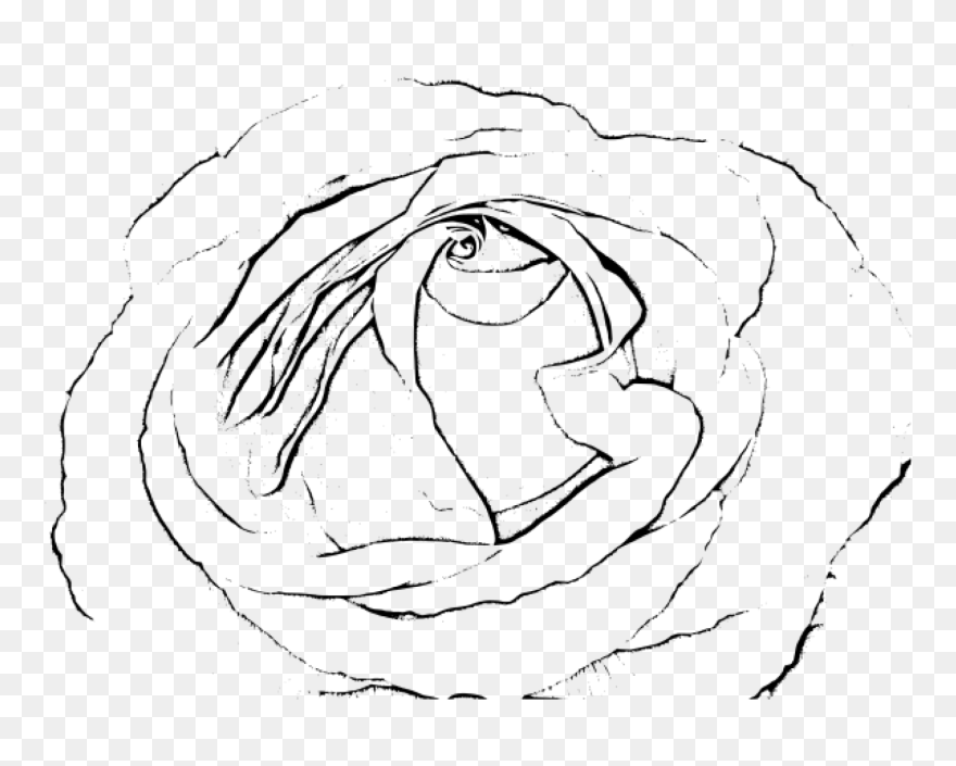 White Rose Svg Clip Arts - Sketch - Png Download