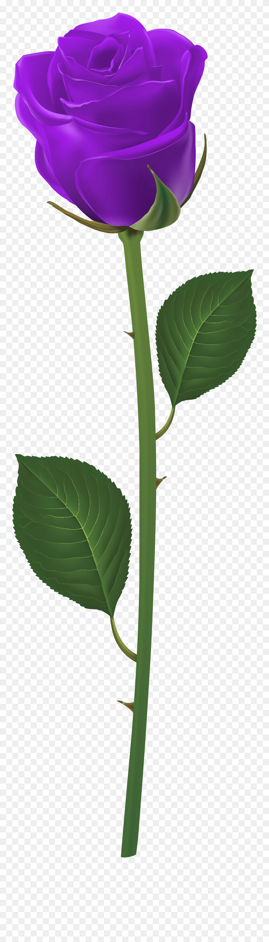 Long Stem Flower Clipart Royalty Free Stock Rose With - Blue Flower And Stem - Png Download