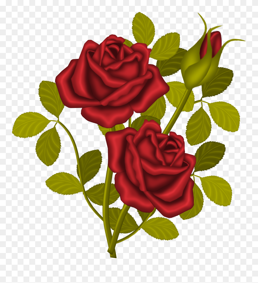 Rose Plants Clip Art - Png Download