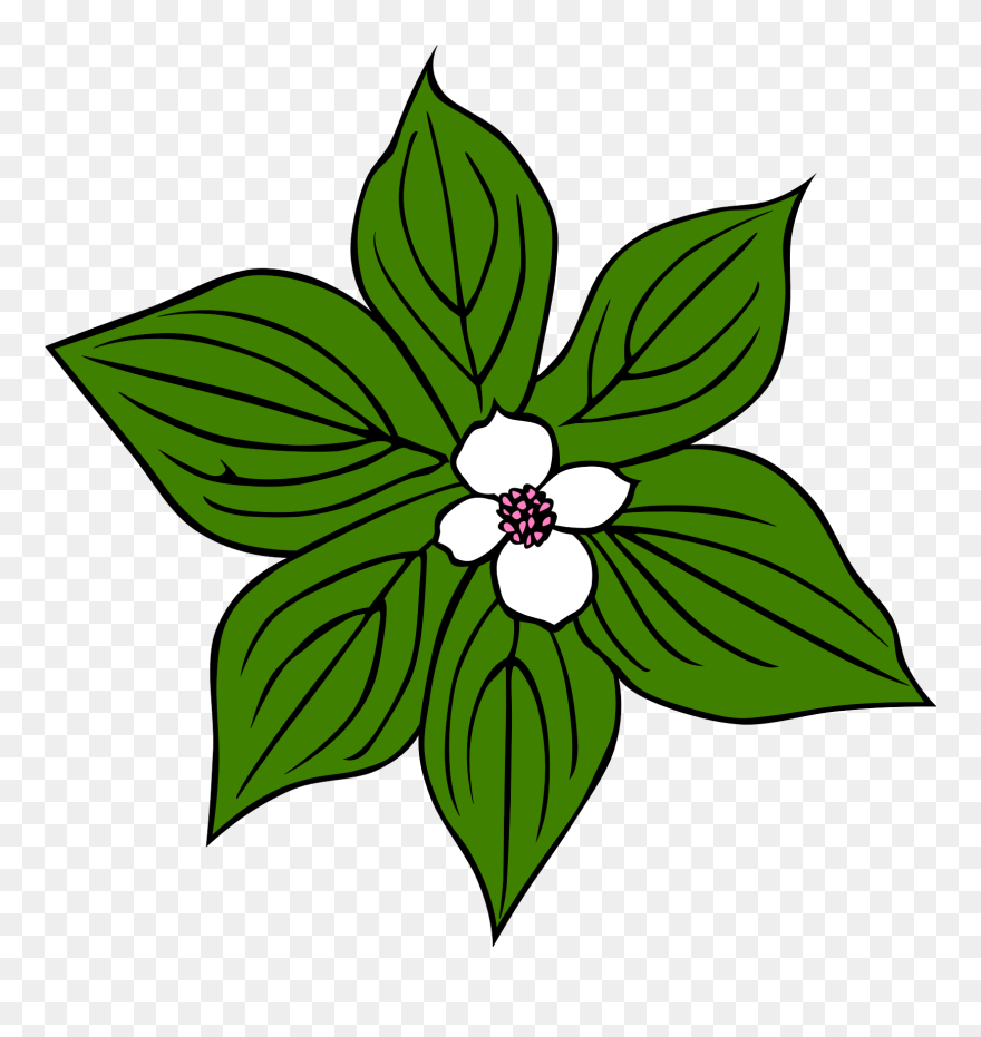 Tropical Rainforest Plants Clipart - Png Download