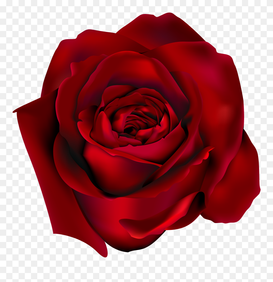 Rose Clip Art - Red Flower Transparent Background - Png Download