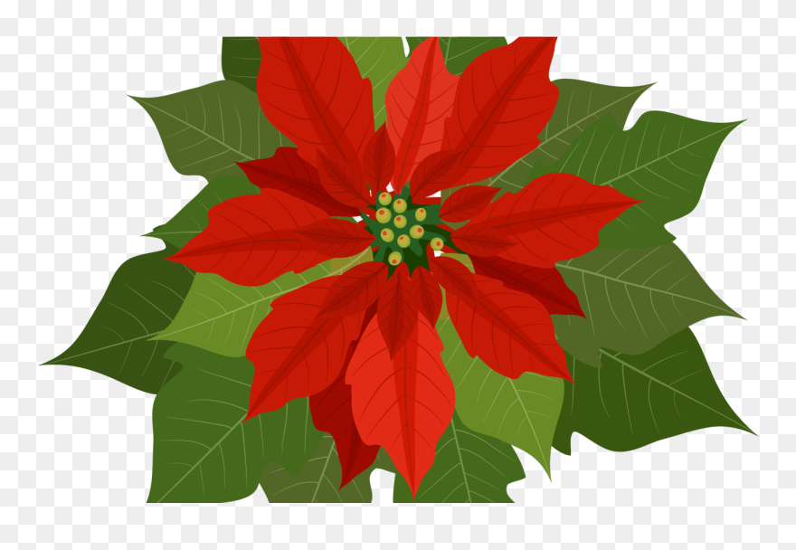 Christmas Flowers Download Free - Clipart Christmas Flower Png Transparent Png