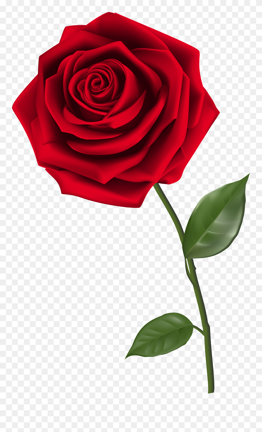 Rose Clip Art - Transparent Background Red Rose Png