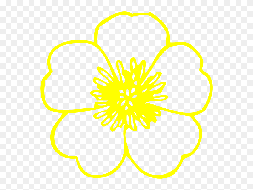 Daffodil Clipart Buttercup Flower - Buttercup Flower Png Clipart Transparent Png