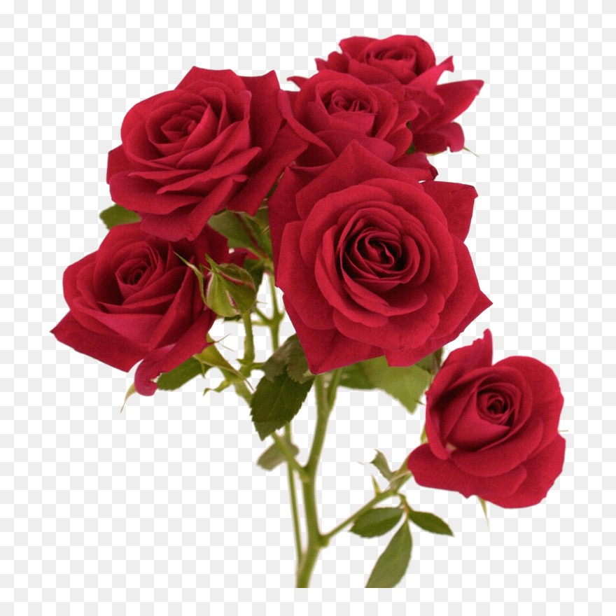 Red Flower Color - Red Rose Png Image Hd Clipart