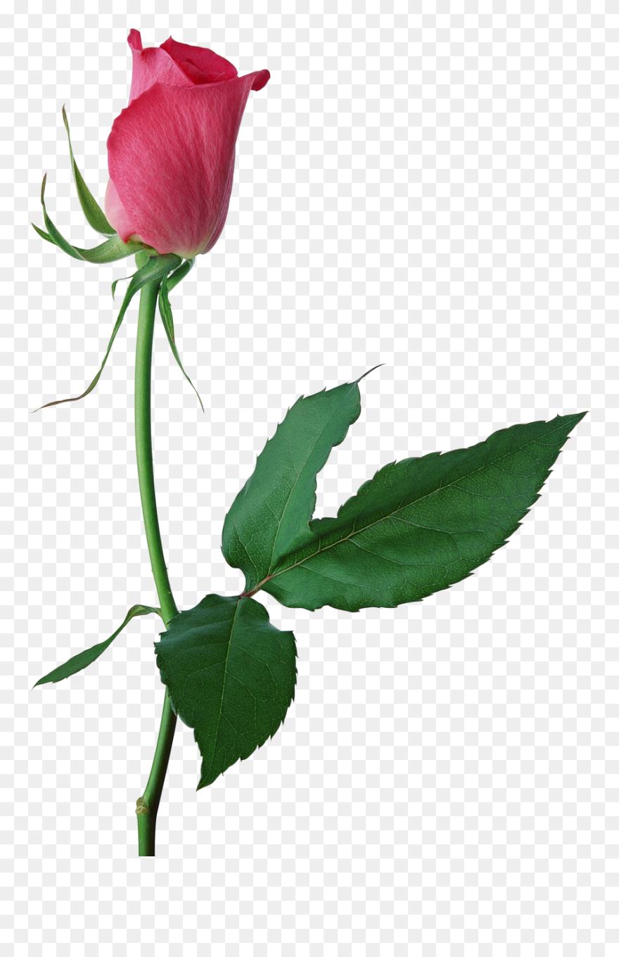 Large Pink Rose Bud Png Clipart - Beautiful Rose With White Background Transparent Png
