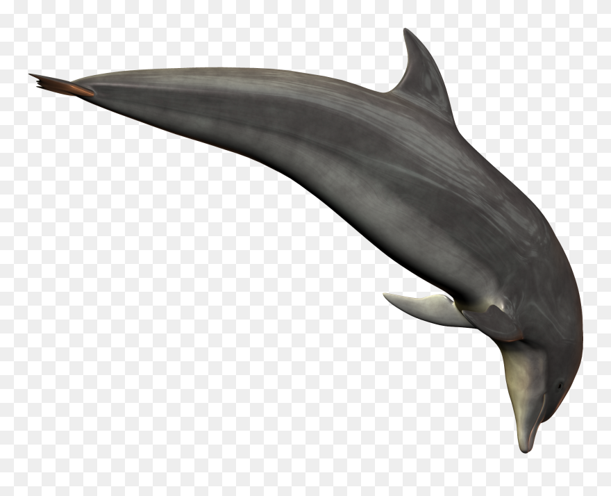 Dolphin Png Transparent Images - Bottlenose Dolphin Dolphin Transparent Background Clipart