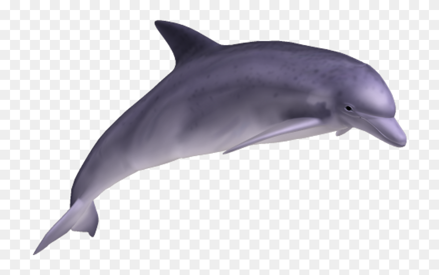 Dolphin Png Transparent Images - Dolphin Transparent Background Clipart