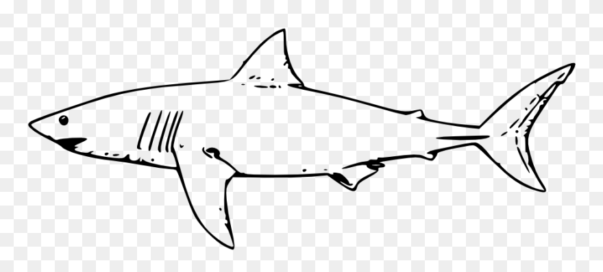 Drawing Sharks Zebra Shark Huge Freebie Download - Great White Shark Clip Art - Png Download