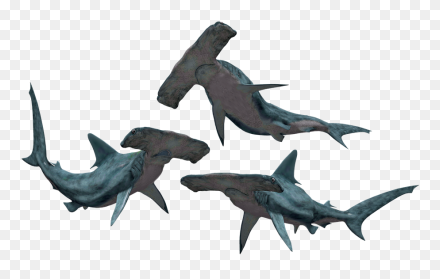 Transparent Shark Png Transparent - Great Hammerhead Shark Png Clipart