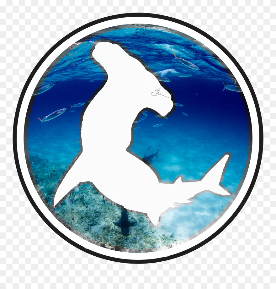 Transparent Shark - Shotokan Tiger Clipart