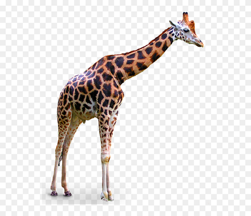 Giraffe Clip Art - Giraffe Transparent Background - Png Download