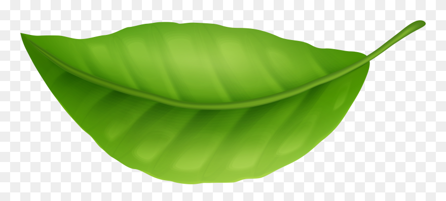 Green Leaf Png Clipart - Leaf Png Clipart Transparent Png