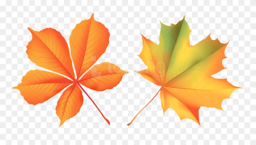 Free Png Download Autumn Leaves Clipart Png Photo Png - Maple Leaf Transparent Png