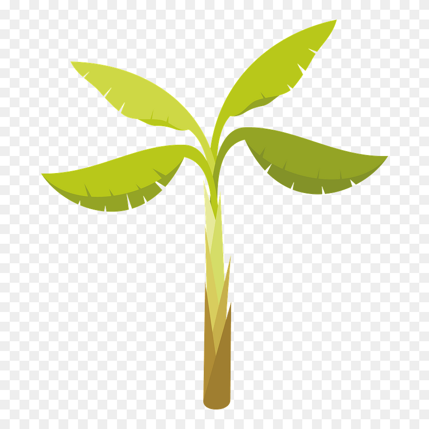 Banana Palm Clipart - Illustration - Png Download