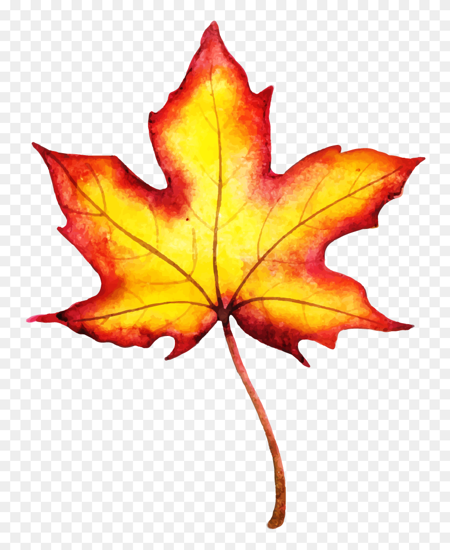 Maple Leaf Clipart
