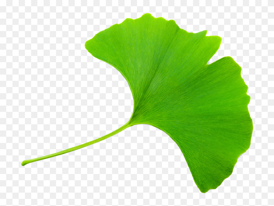 Transparent Ginkgo Leaf Clipart - Ginkgo Clipart - Png Download