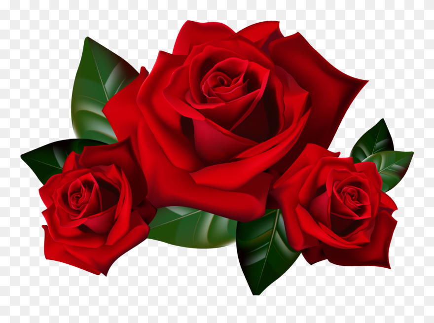 Rcb Wallpapers For Mobile - Red Roses Clipart - Png Download