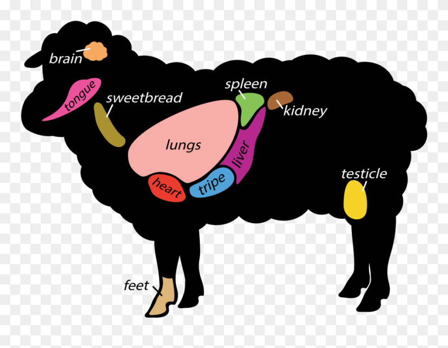 Meat Cuts Nose To - Internal Anatomy Of Sheep Clipart