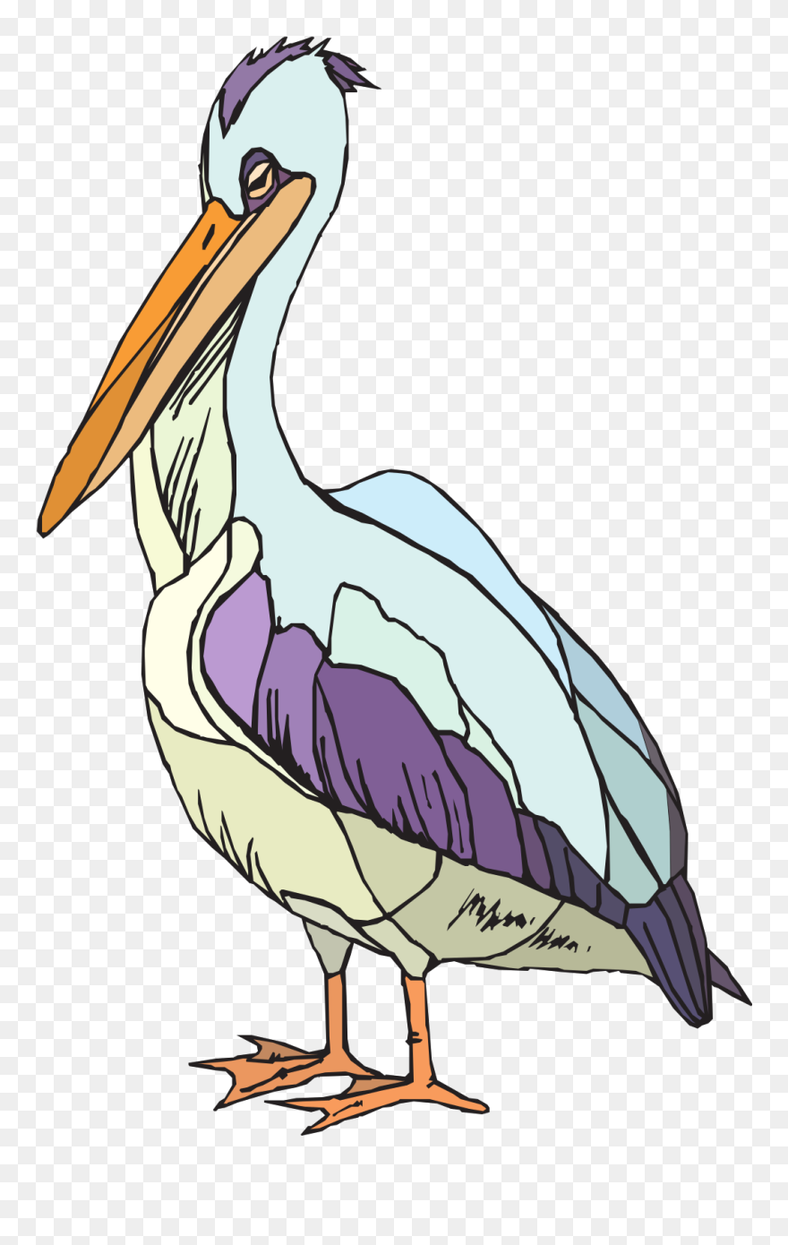 Colorful Pelican Png Images - Clip Art Transparent Png