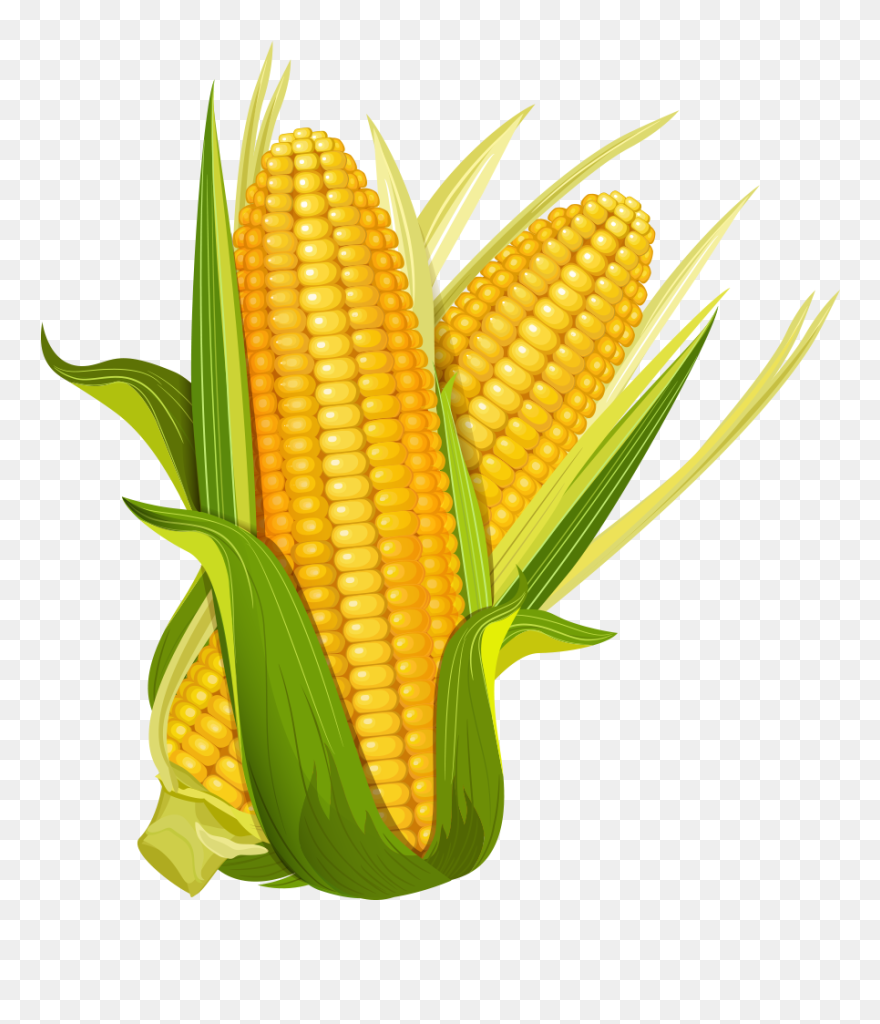 Maize Ear Corncob Popcorn Clipart