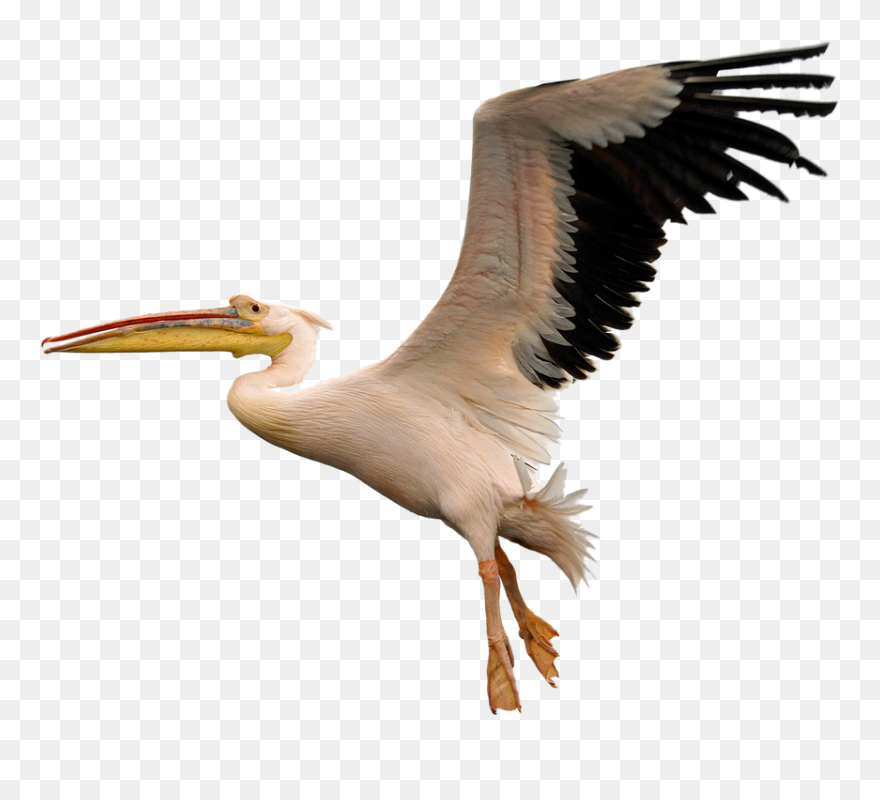 Pelican Png Transparent Images, Pictures, Photos Clipart