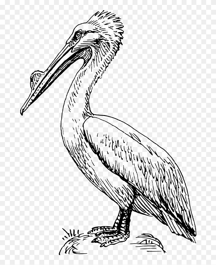 Pelican Clip Art - Png Download